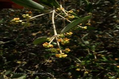 Avicennia marina var. acutissima